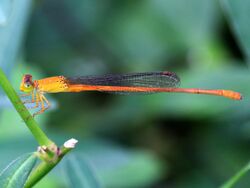 Ceriagrion rubiae- male (2).jpg