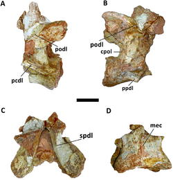 Cervical vertebra of Austroposeidon.PNG