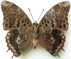 Charaxes cedreatis male ventral.jpg