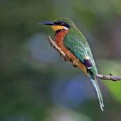 Cinnamon-chested bee-eater (Merops oreobates) 2.jpg