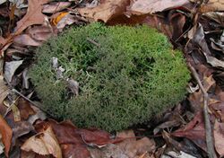 Cladonia furcata Molter.jpg