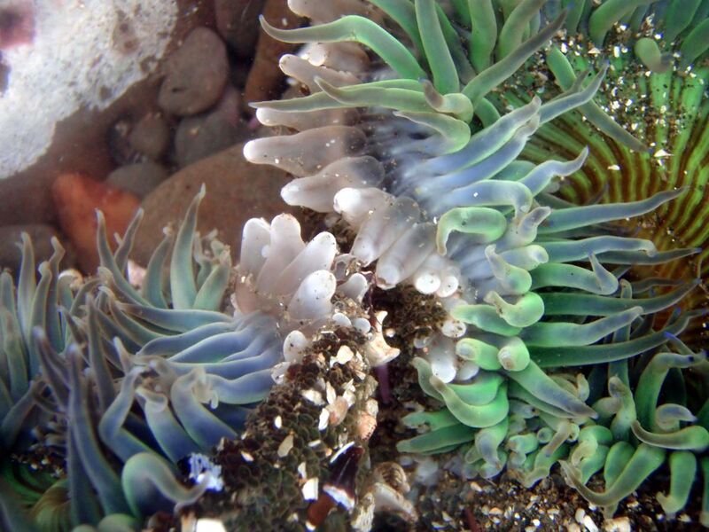 File:Close-up of clone war of sea anemones.jpg