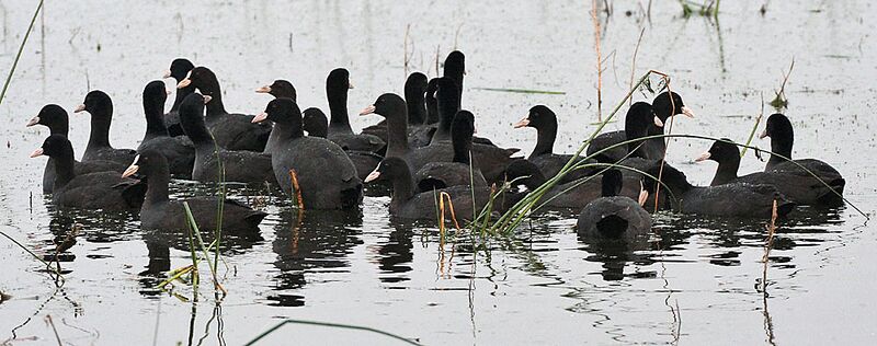 File:Common Coots I IMG 9270.jpg