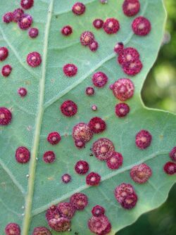 Common Spangle gall - detail.JPG