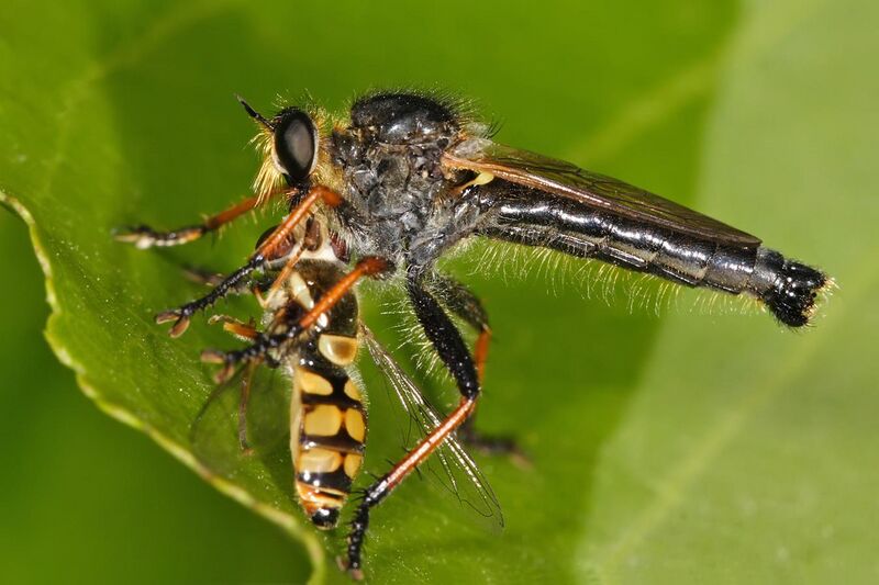 File:Common brown robberfly with prey.jpg