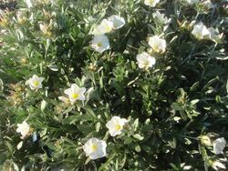 Convolvulus-cneorum-20080320-2.JPG