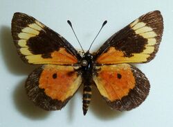 Cooksonia neavei rhodesiae, Criston Bank, Harare.jpg