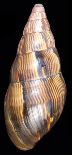 Corona pfeifferi shell 2.png
