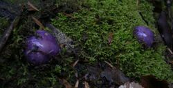 Cortinarius porphyroideus.