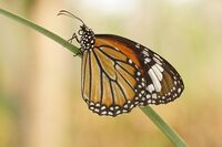 Danaus genutia female in Kerala, India.jpg