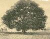 Emanicipation oak hampton-cropped.jpg