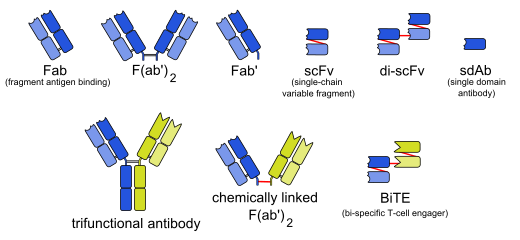 File:Engineered monoclonal antibodies.svg