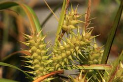 False hop sedge (Carex lupuliformis) (3812893535).jpg