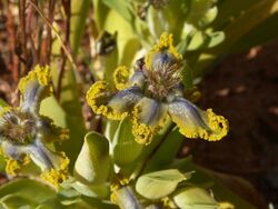 Ferraria uncinata.JPG