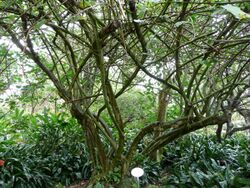 Ficus palmata 01 by Line1.JPG