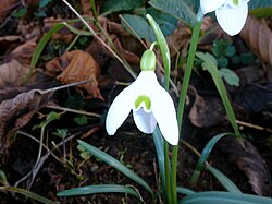 Galanthus caucasicus, from Rize DSC06951.JPG