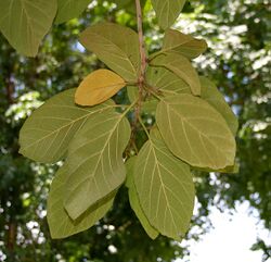 Geiger Tree (Cordia sebestena) leaves in Hyderabad, AP W 269.jpg