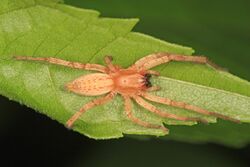 Ghost Spider - Hibana gracilis, Woodbridge, Virginia.jpg