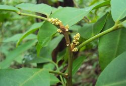 Glycosmis pentaphylla buds.jpg