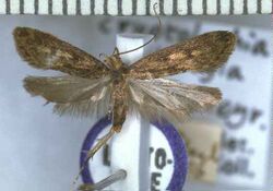 Gymnobathra callixyla male lectotype.jpg