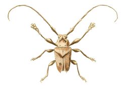 Illustrations of Exotic Entomology Lamia Cancriformis.jpg