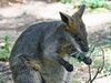 Image-Swamp-Wallaby-Feeding-4,-Vic,-Jan.2008.jpg