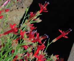 J20160623-0092—Ipomopsis tenuifolia—RPBG (27891012201).jpg