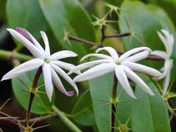 Jasminum nitidum-flores.jpg