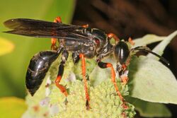 Katydid Wasp - Sphex nudus, Meadowood Farm SRMA, Mason Neck, Virginia.jpg