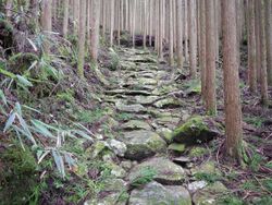 An image of a steep path with rough hewn cobblestones through a pine forest plantation, the road is old an very worn.