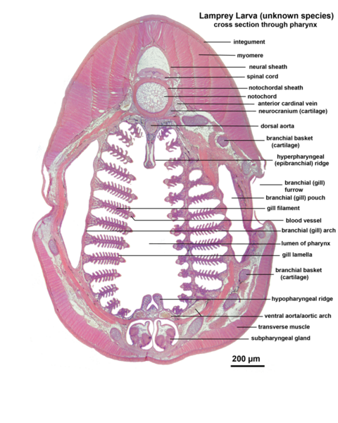 File:Lamprey Larva x sect pharynx labelled.png
