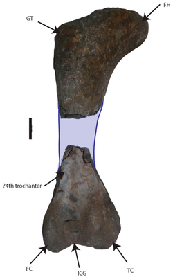 Lapparentosaurus femur.png