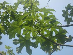 Leaves of Brachychiton Acerifolius.jpg