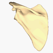 Left scapula - close-up - animation - stop at posterior surface.gif