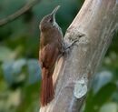 Lepidocolaptes layardi - Layard's Woodcreeper; Parauapebas, Para, Brazil (cropped).jpg