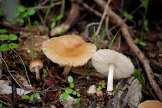 Leucoinocybe lenta 512038.jpg