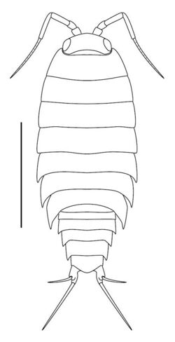 Ligidium elrodii (10.3897-zookeys.801.24146) Figure 5 (cropped).jpg