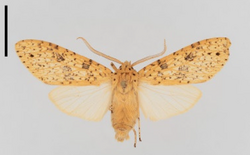 Lophocampa dognini, pinned museum specimen, from the Ecuadorian Andes. Scale bar 1cm.png