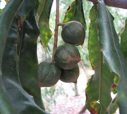 Macadamia tetraphylla.jpg