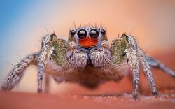 Male Habronattus virgulatus Jumping Spider - Arizona 2.jpg