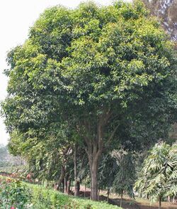Maulsari (Mimusops elengi) trees in Kolkata W IMG 2848.jpg