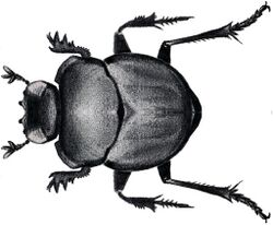 MelanocanthonBispinatus.jpg