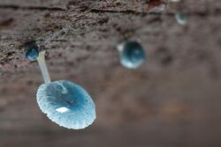 Mycena interrupta 03 Pengo.jpg