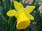 Narcissus (Little Gem cultivar), Capitol Hill, Denver, Colorado.jpg