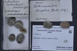 Naturalis Biodiversity Center - RMNH.MOL.115635 - Ischnochiton comptus (Gould, 1859) - Ischnochitonidae - Mollusc shell.jpeg