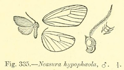 Neasura hypophaeola Hampson 1900.png