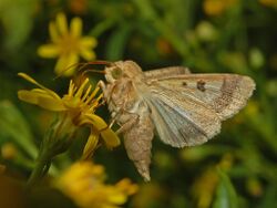 Noctuidae - Helicoverpa armigera.JPG