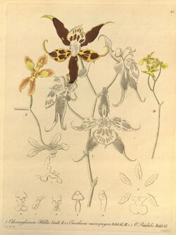 Odontoglossum hallii, Oncidium micropogon, Oncidium lentiginosum (as Oncidium pardalis)-Xenia 1-63 (1858).jpg