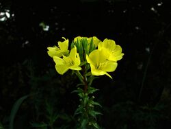 Oenothera odorata 2.jpg
