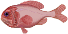 Orange roughy.png